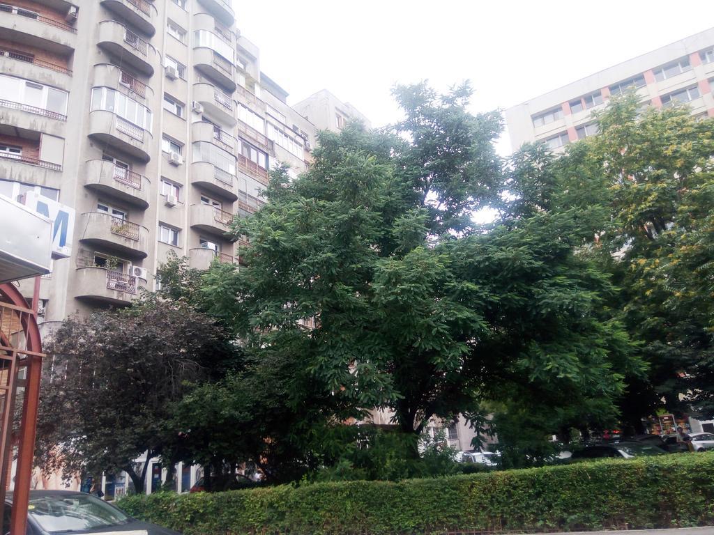 Apartament Dana Букурещ Екстериор снимка